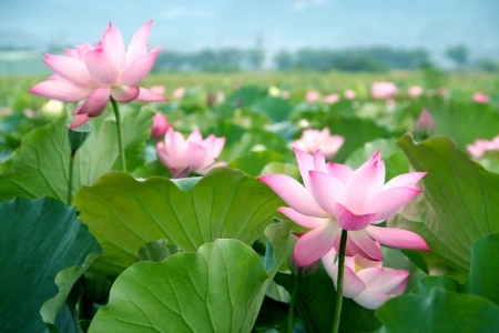 12834359 - lotus flower blossom